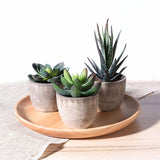 Verdea Artificial Succulent Plant Decor